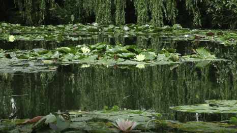 Monet’s Water Lillies: The Definitive Guide for Travellers