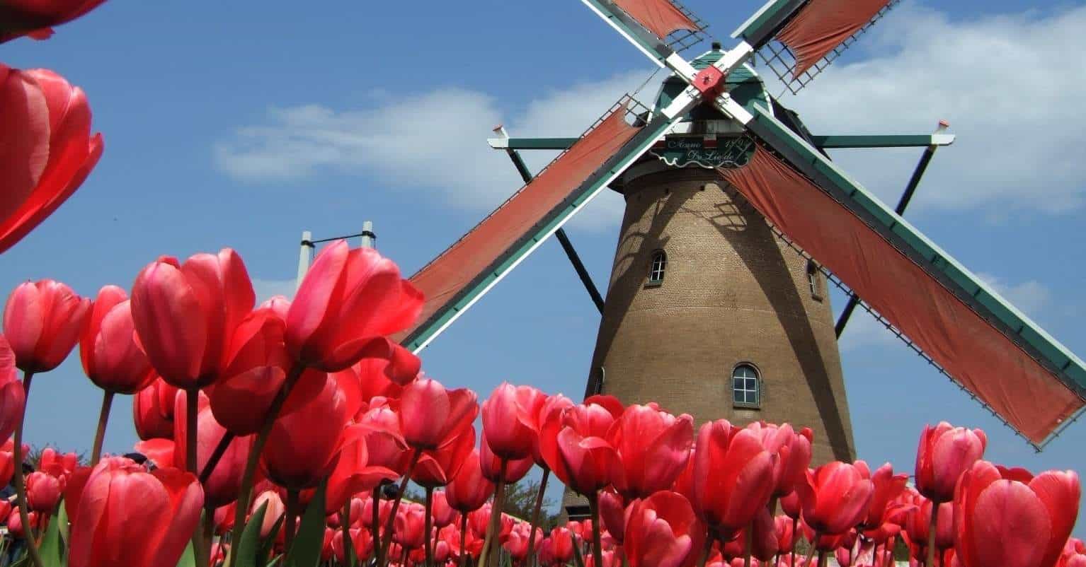 Tulips and windmill