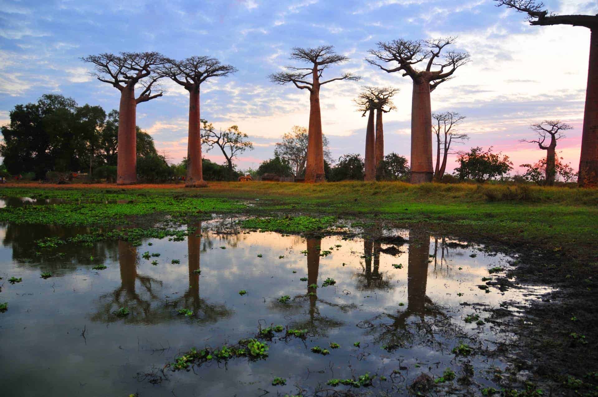 Baobab trees in Madagascar