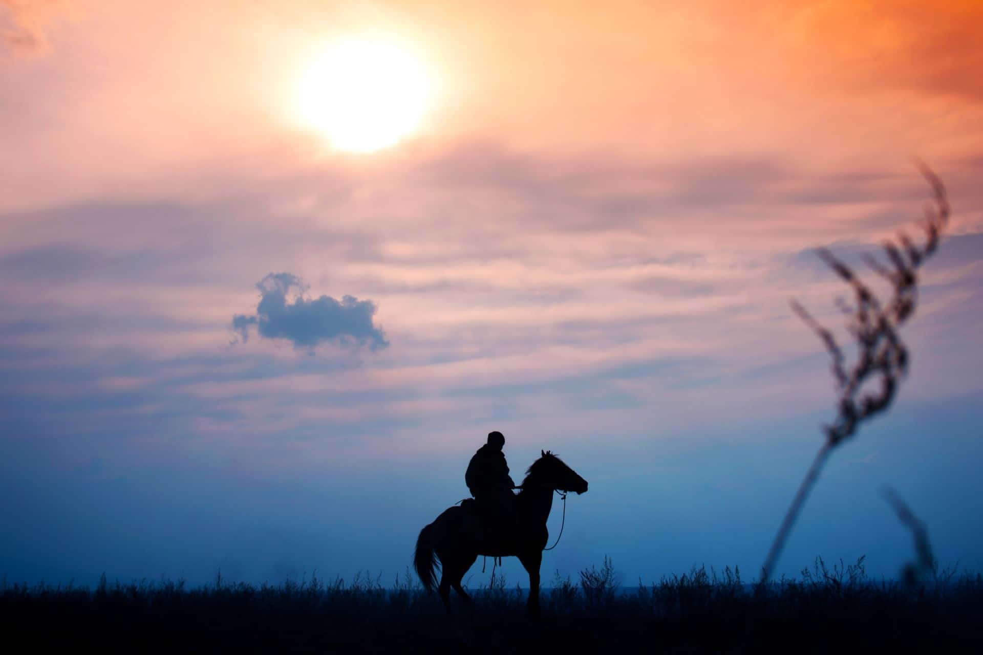 Kazakhstan Horse