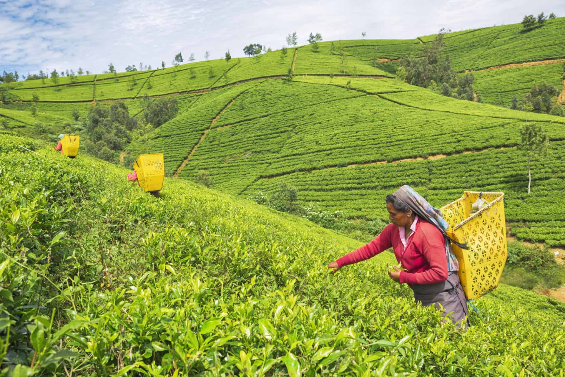 Workers at a tea plantation in Nuwara Eliya