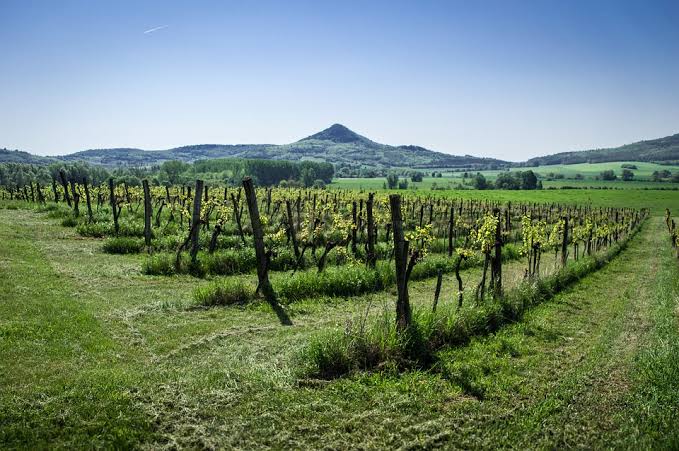 A Hungarian Vineyard