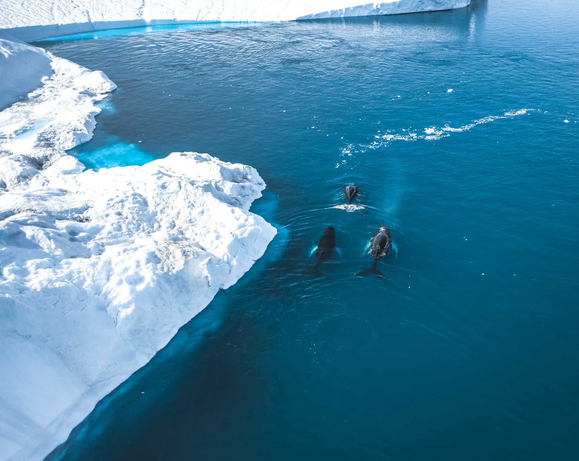 Humpback whales near Ilulissat among the icebergs 