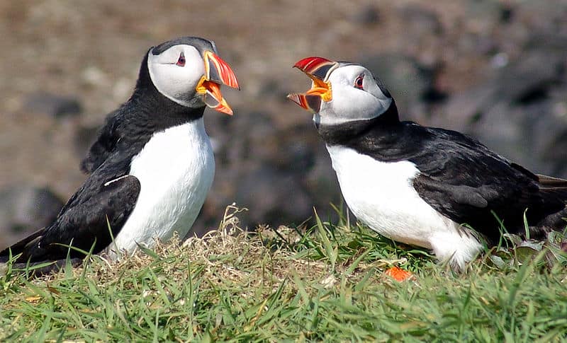 Atlantic Puffins