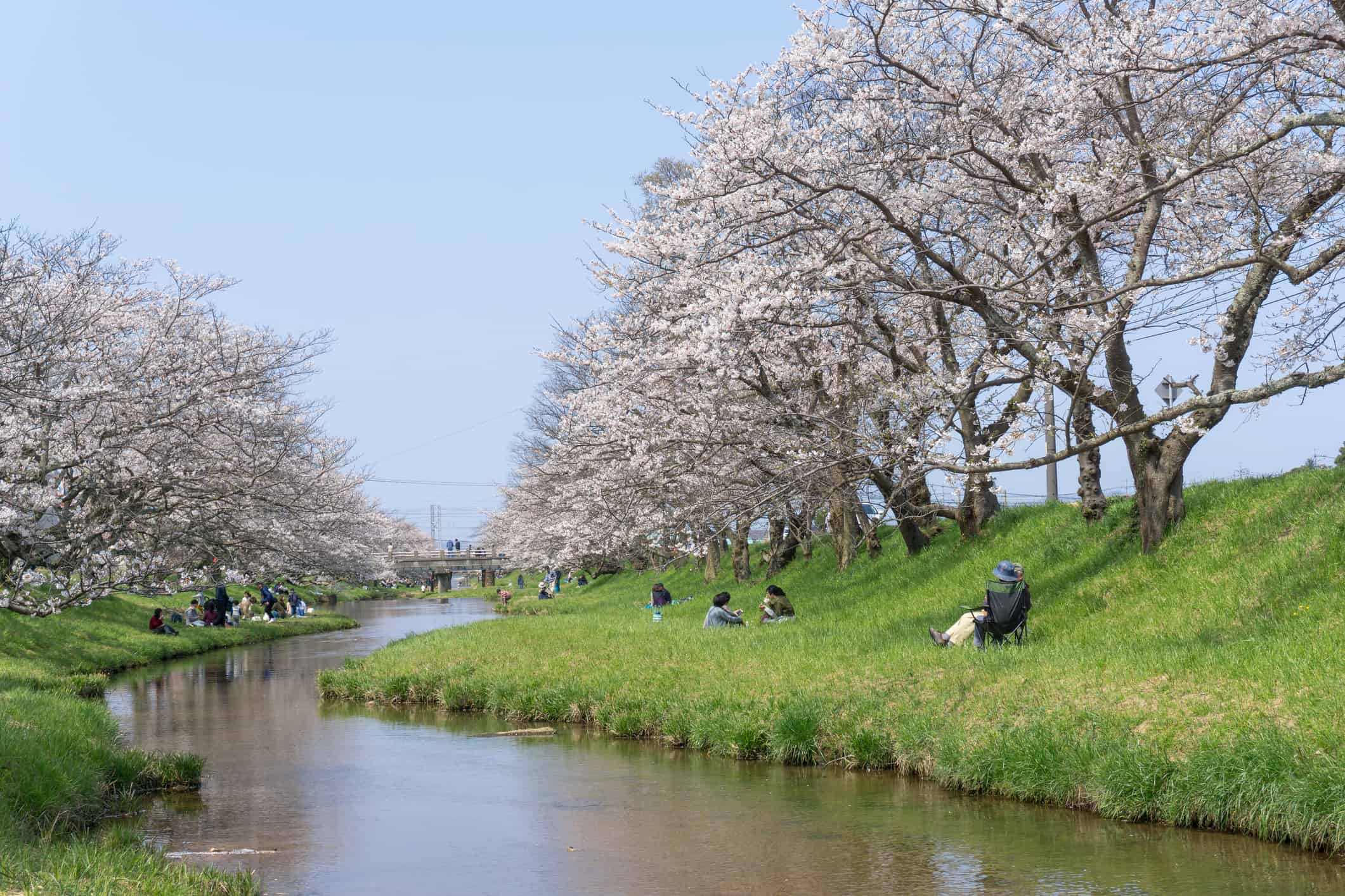 Sakura blooming at Tamayu Riverbank, Japan