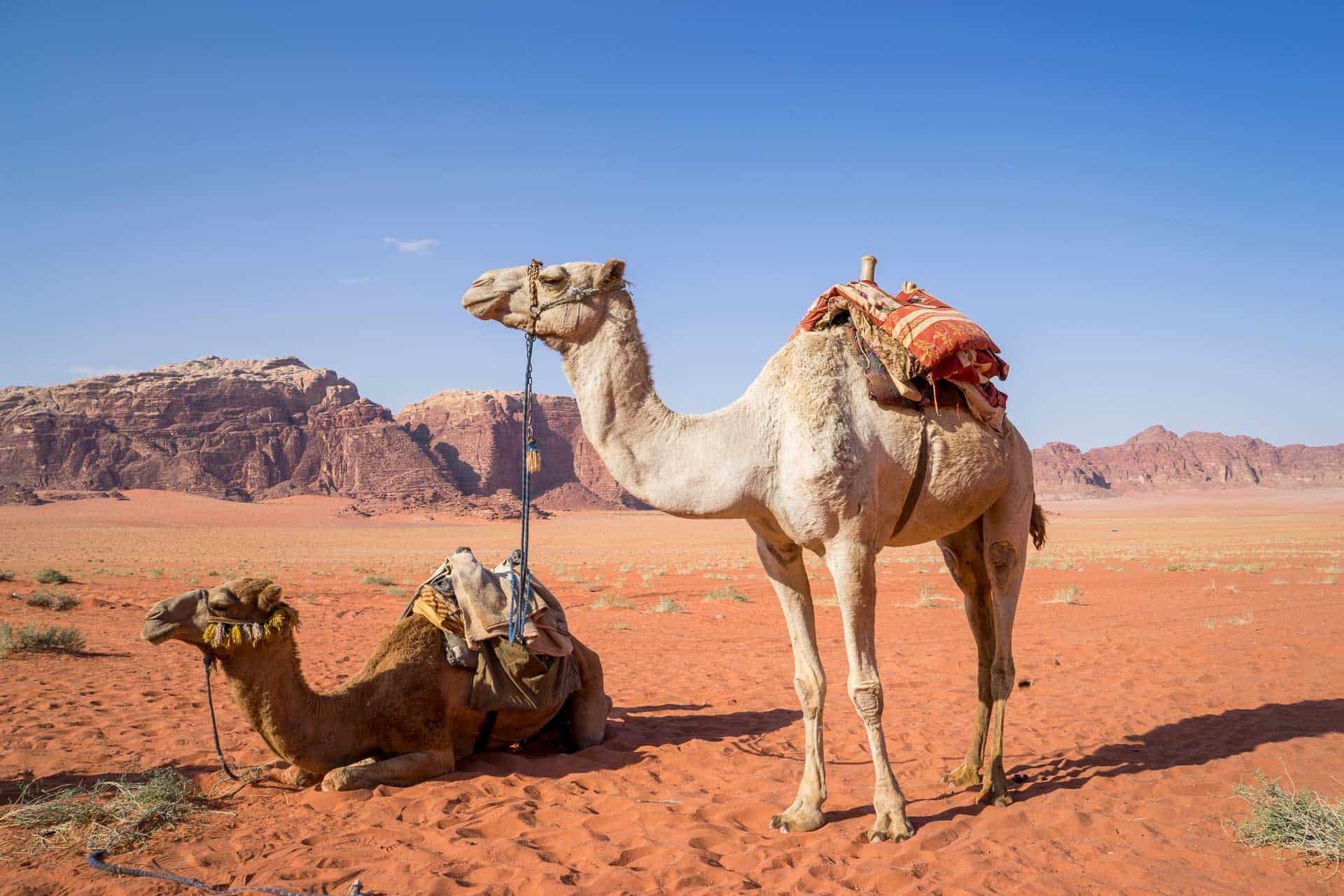 camel in wadi rum jordan