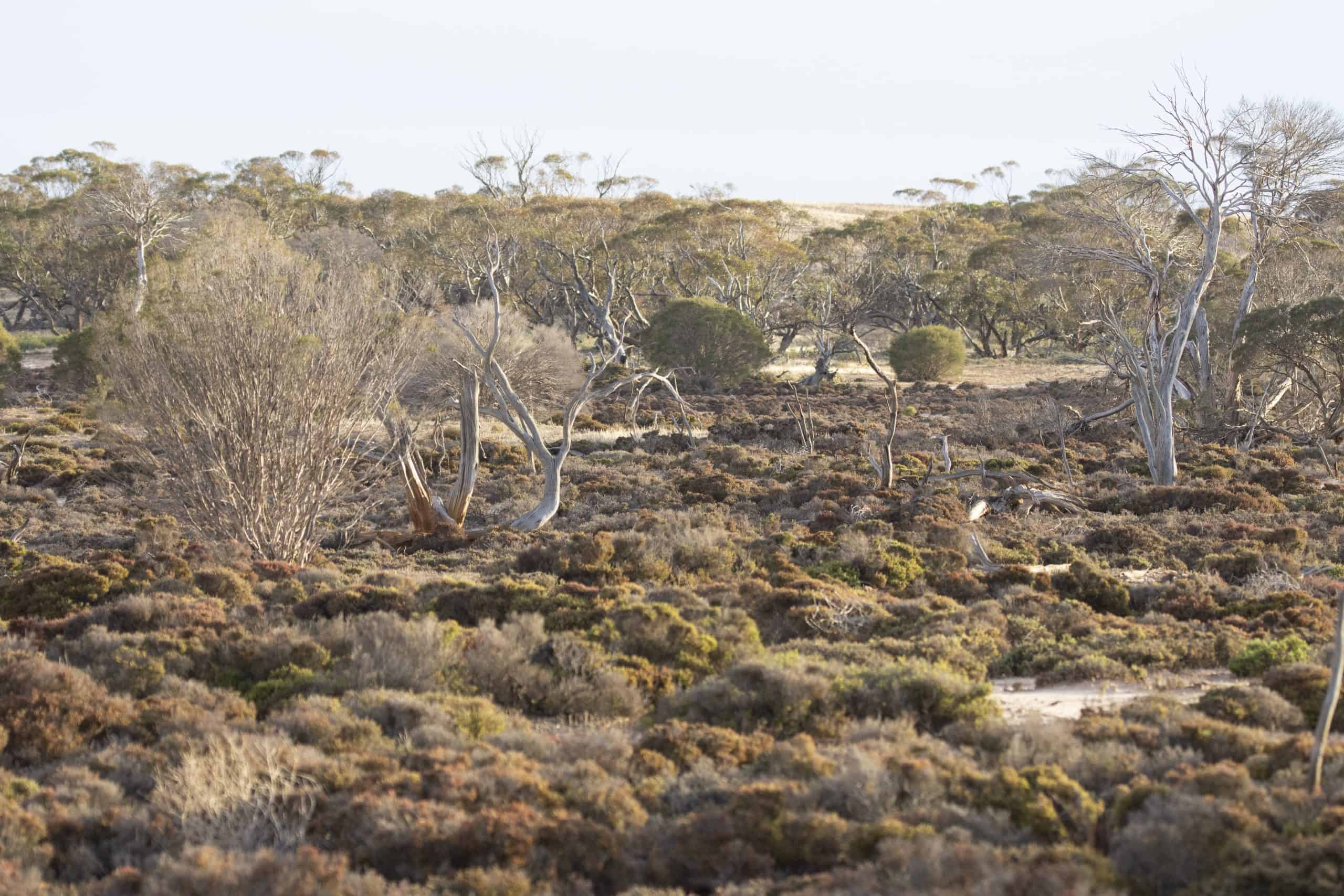 Mallee landscape