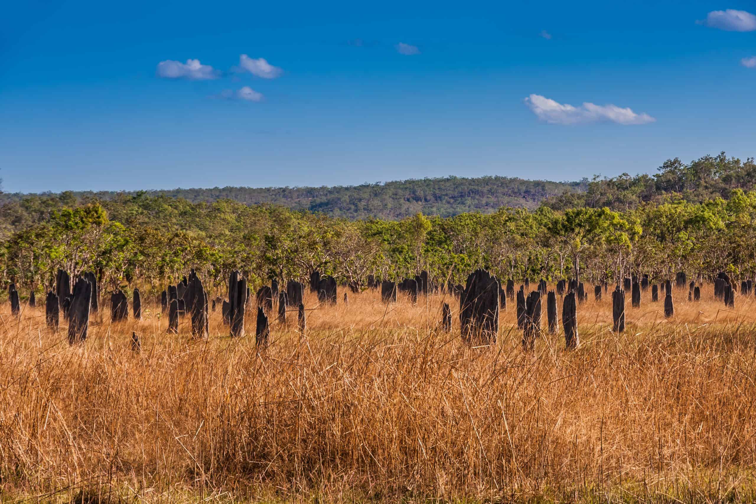 Termite Mounds