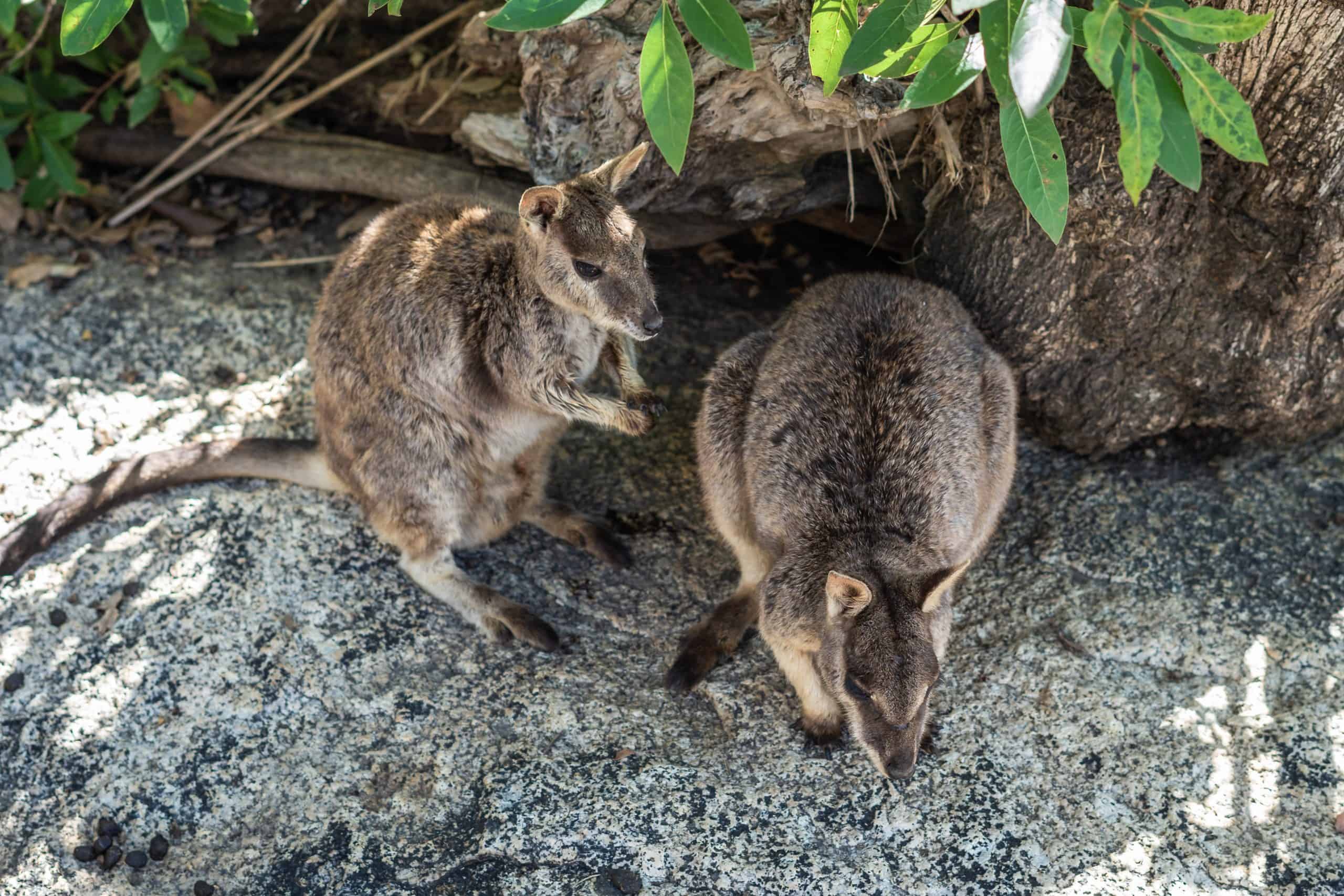 Black-flanked Rock-wallaby (Mammals of South Australia) · iNaturalist