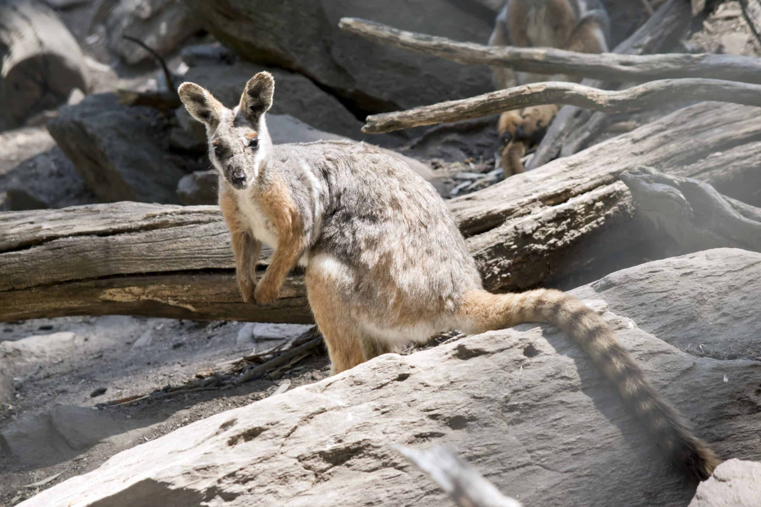 Yellow footed rock wallaby