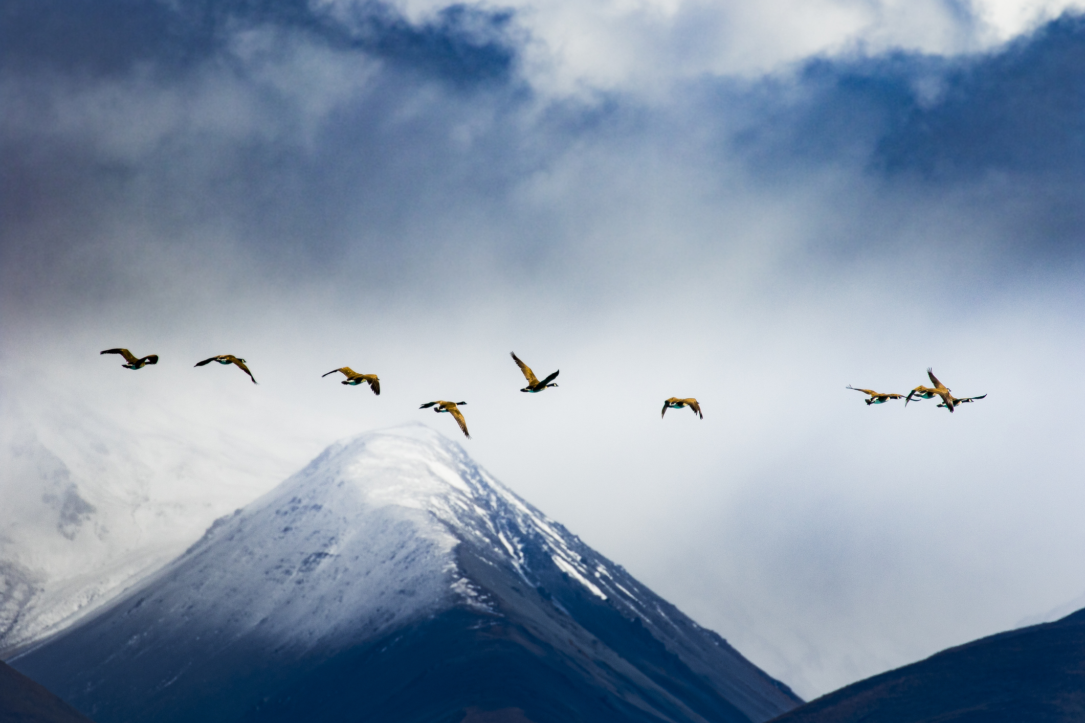 New Zealand Wildlife | article for senior small groups | Odyssey Traveller